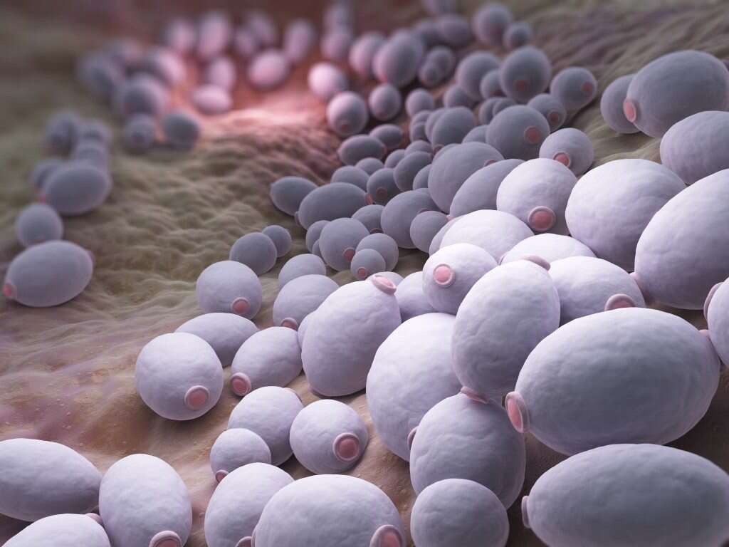 Spirulina