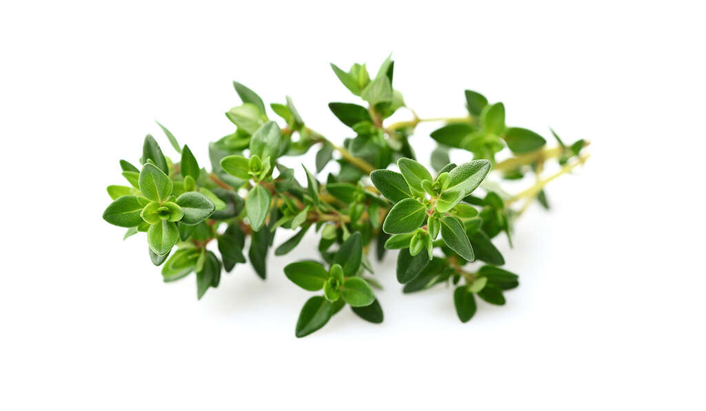 Thyme