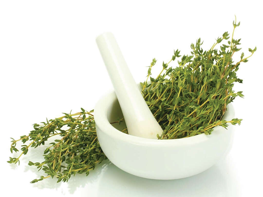 Thyme