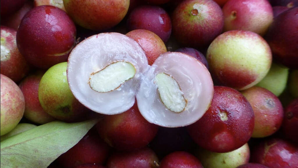 Camu Camu