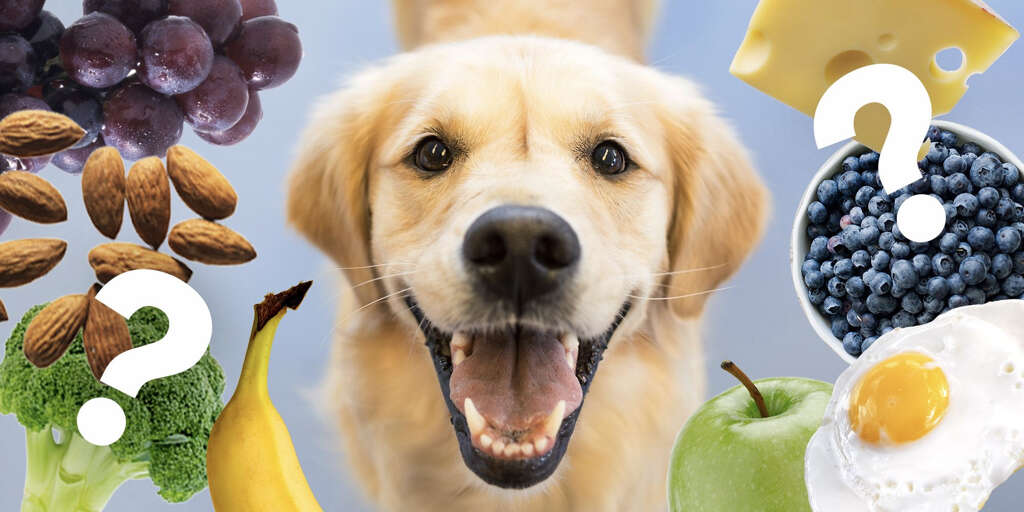 Dogs