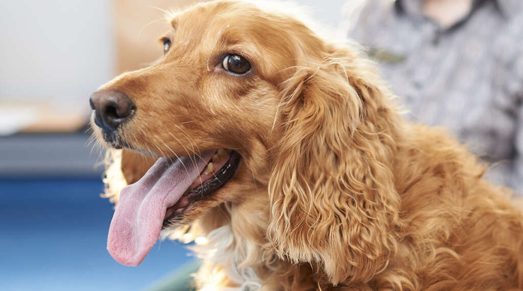 Dogs