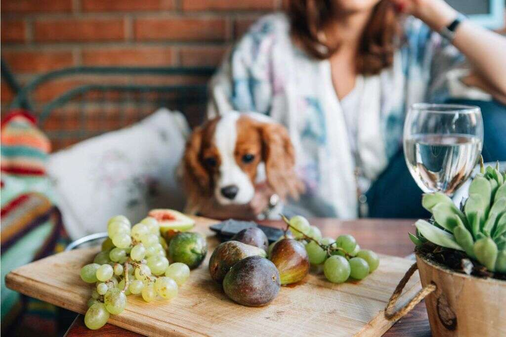 Dogs Eat Grapes