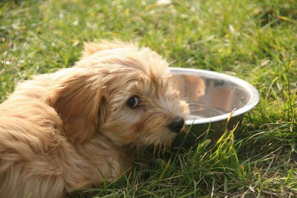Dogs Eat Grapes