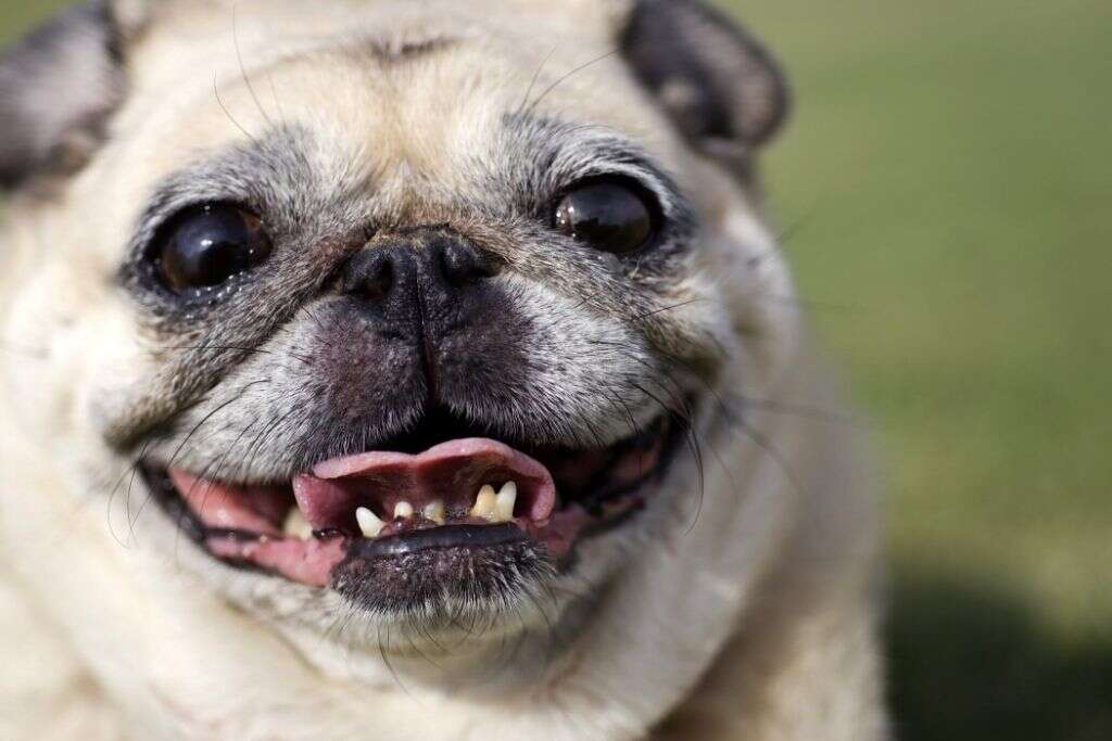 Dogs Eat Grapes