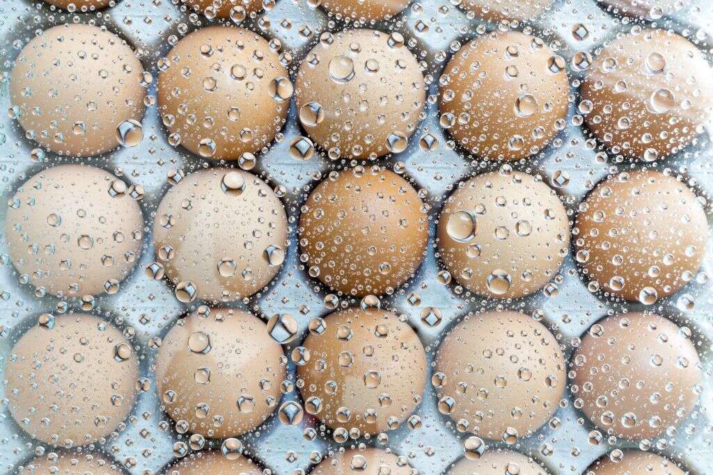 Freeze Eggs