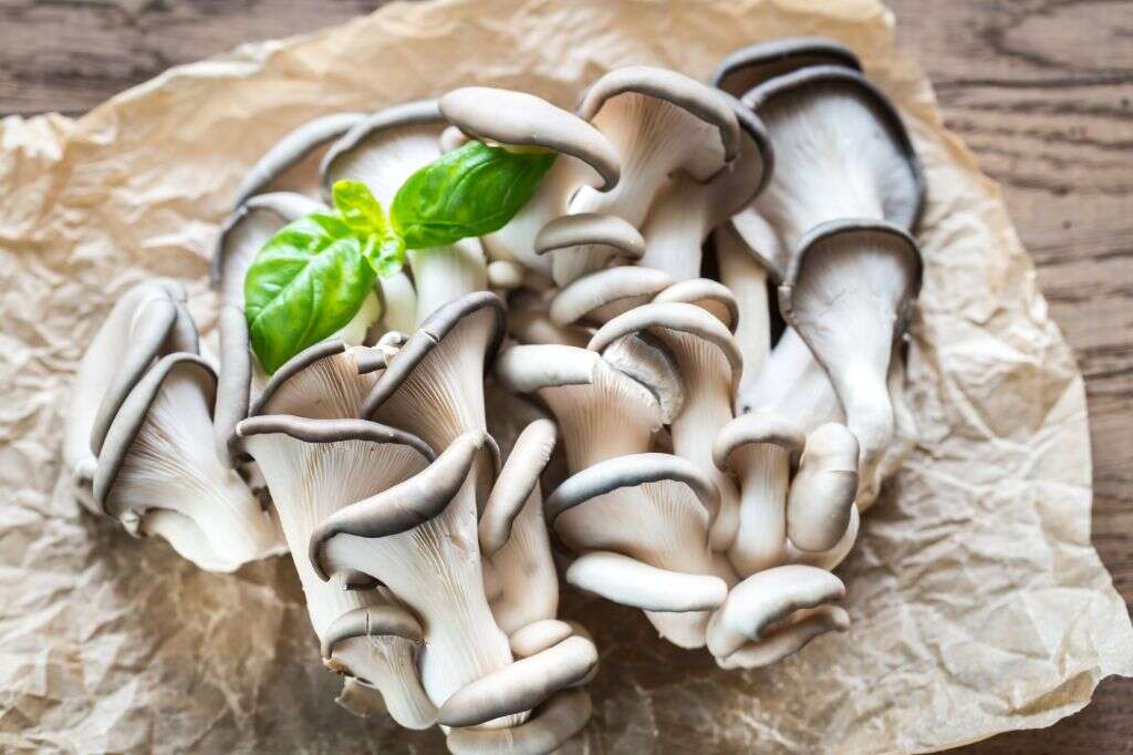 Freeze Mushrooms