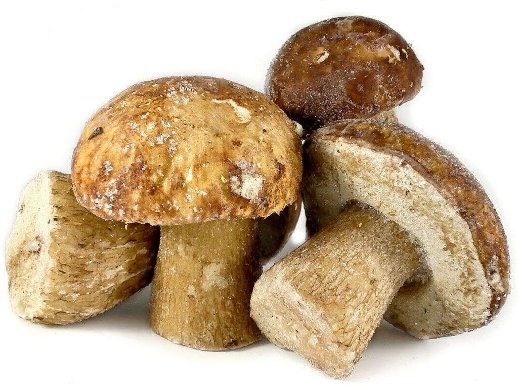 Freeze Mushrooms