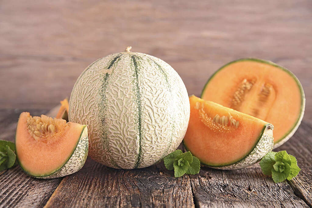 Cantaloupe