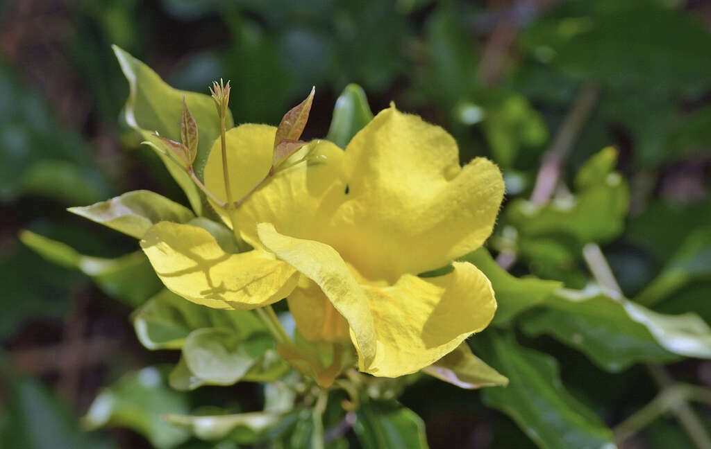 Cat's Claw