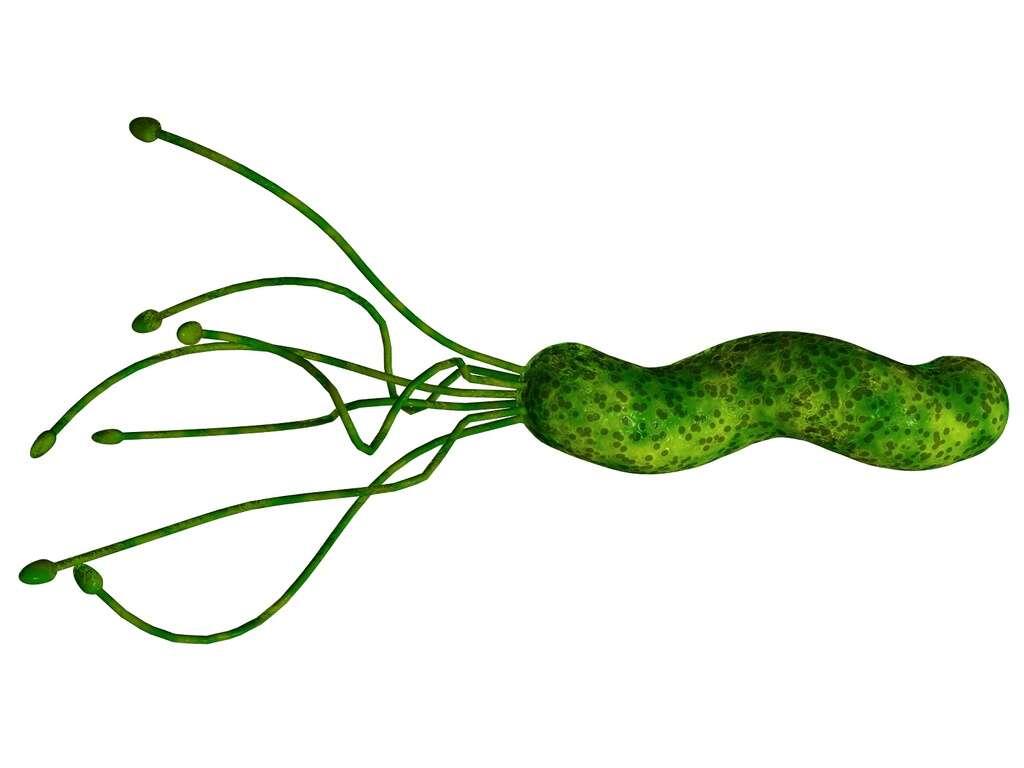 H Pylori