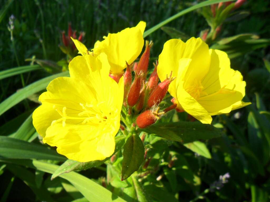 Evening Primrose Oil