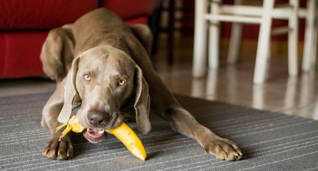 Fruits Dogs Can Eat
