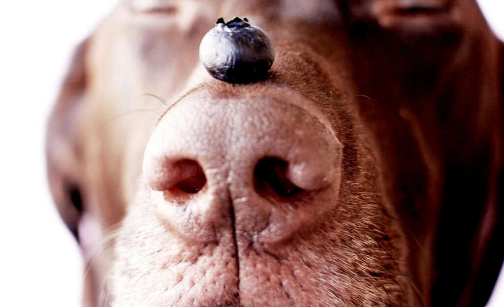 Fruits Dogs Can Eat