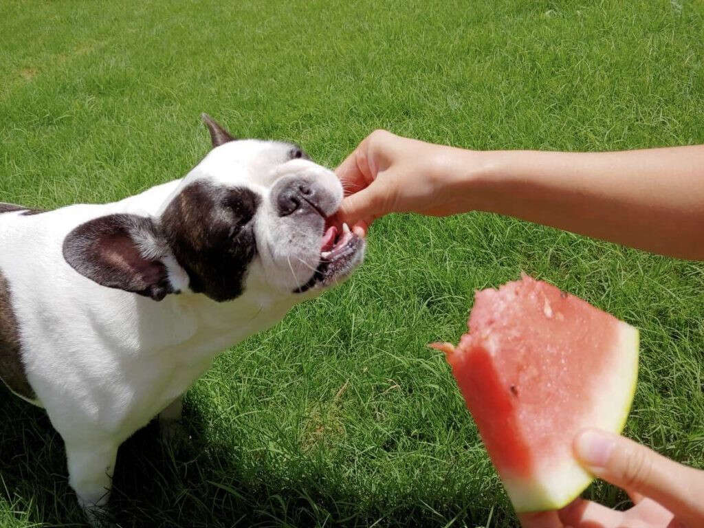 Fruits Dogs Can Eat