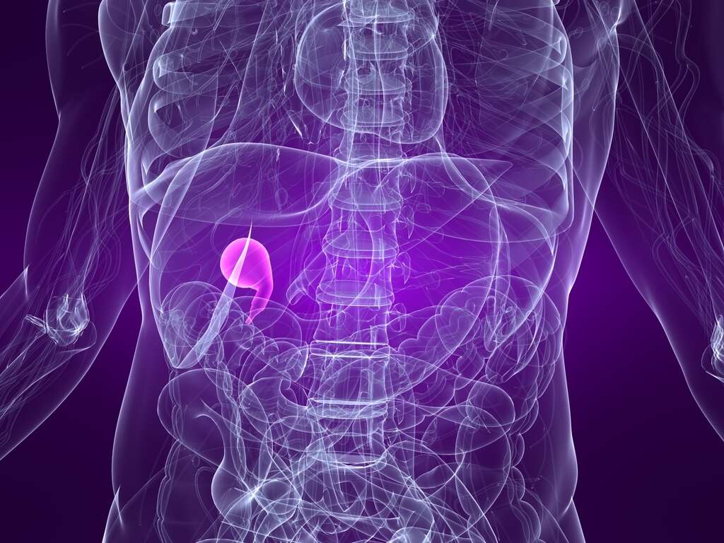 Gallbladder