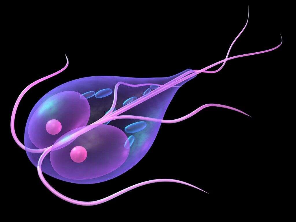 Giardia