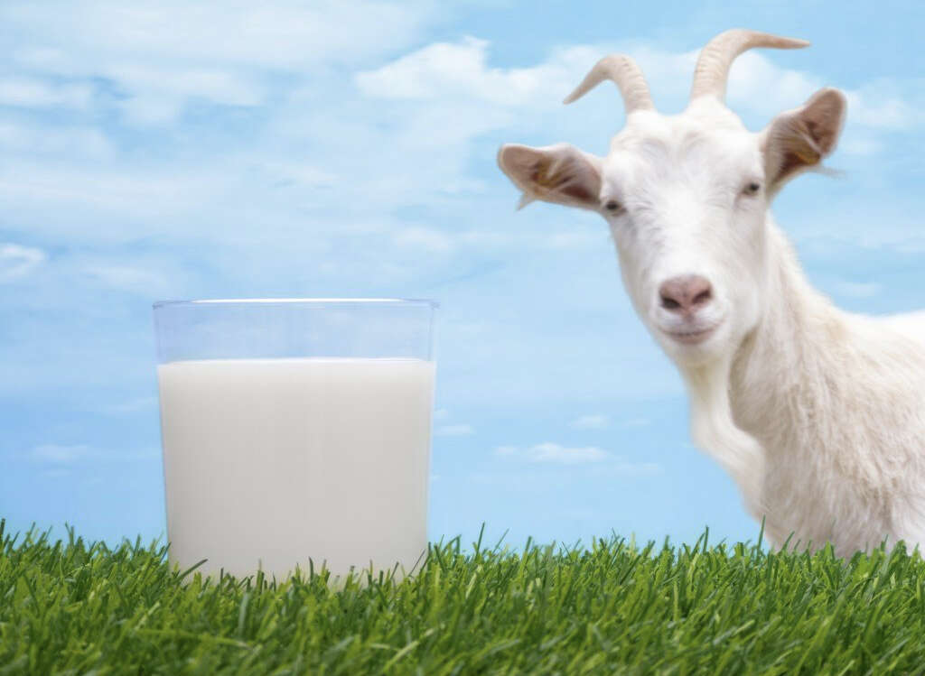 Goat Milk