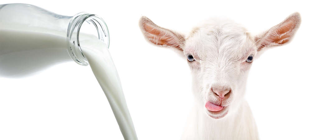 Goat Milk