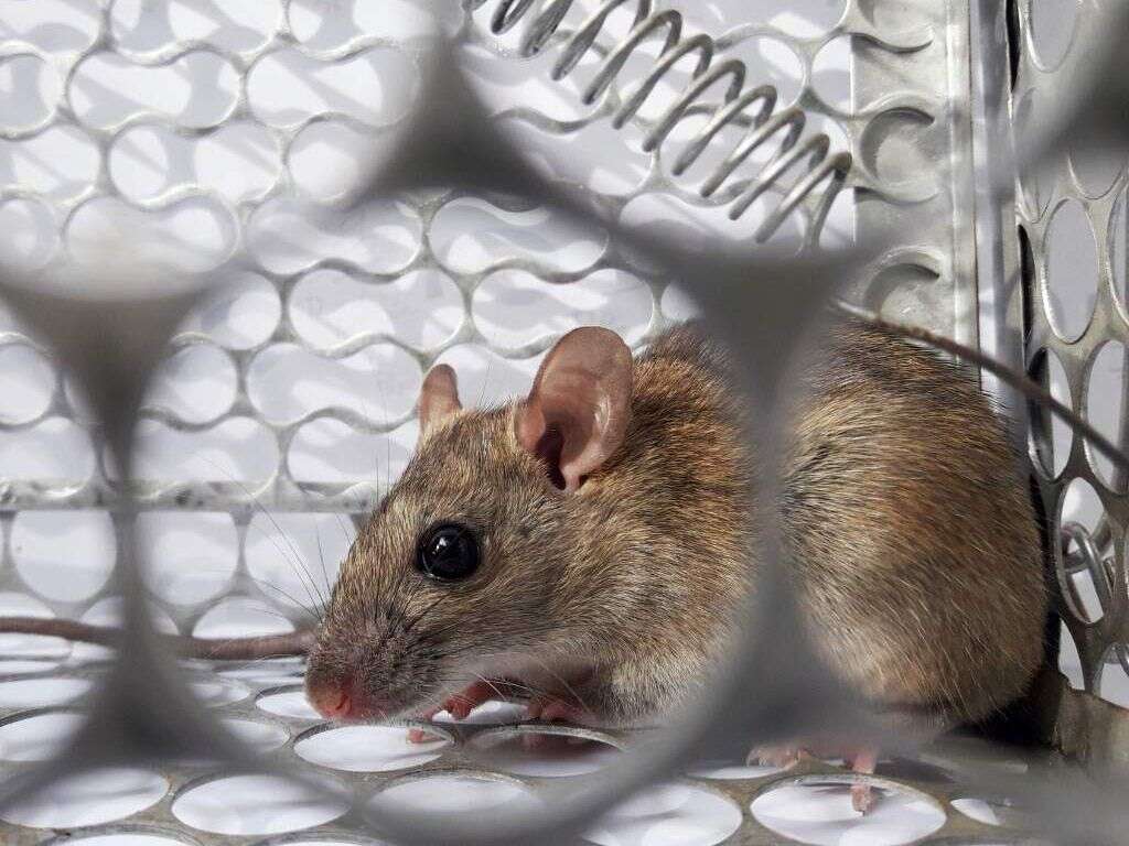 Hantavirus