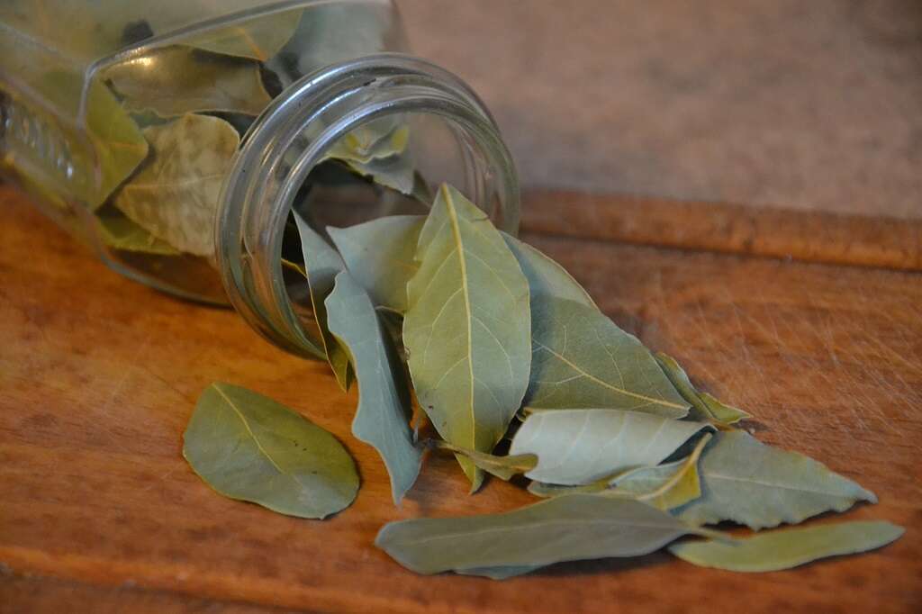 Bay Leaves