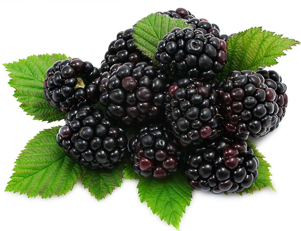 Blackberries