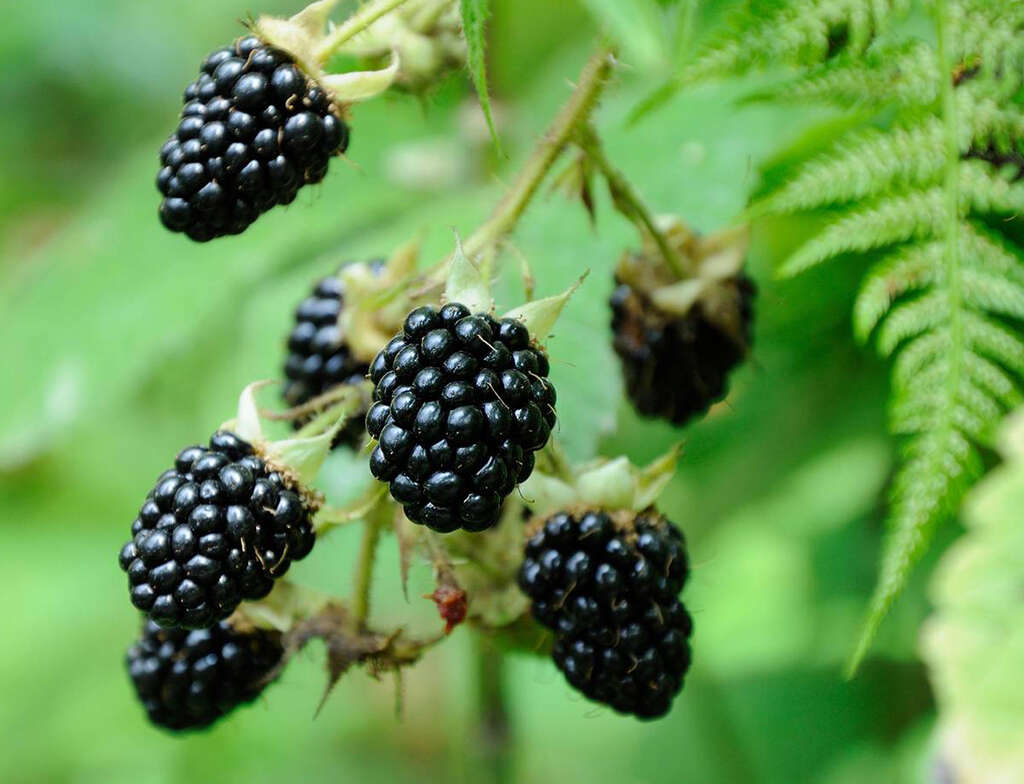 Blackberries