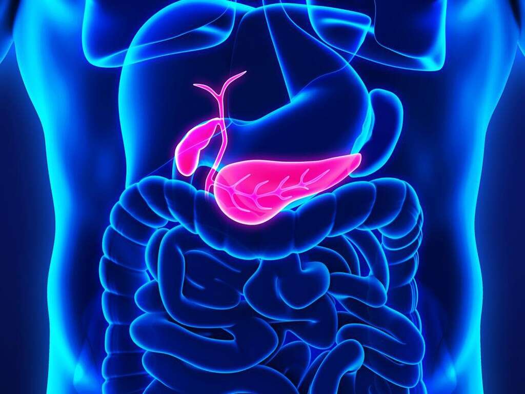 Healthy Pancreas
