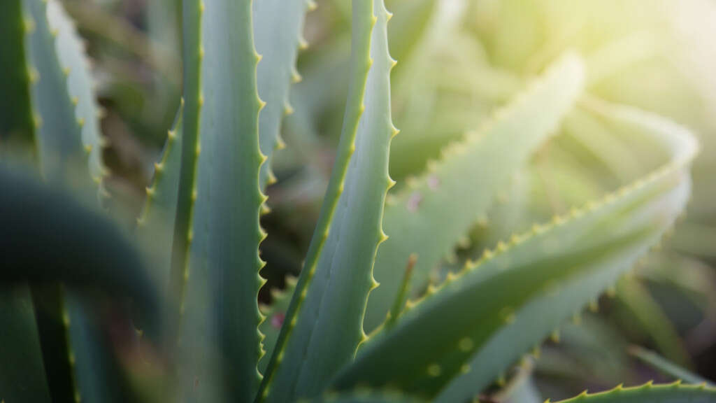 Acid Reflux