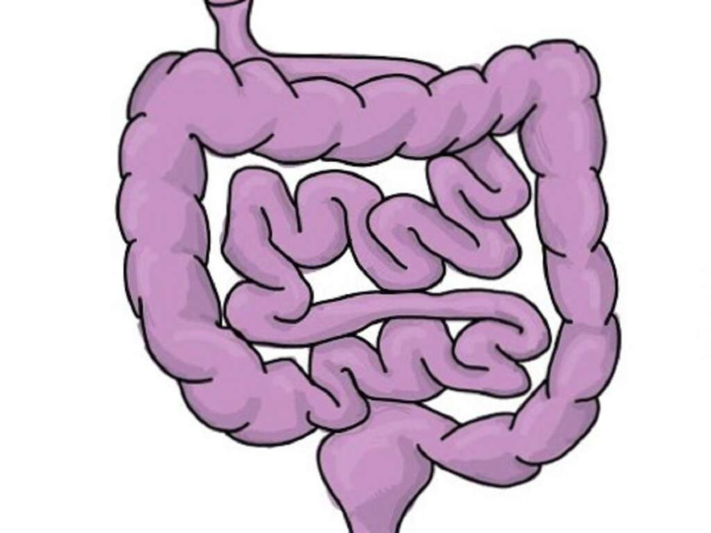 Large Intestine: Large Intestine Function Overview