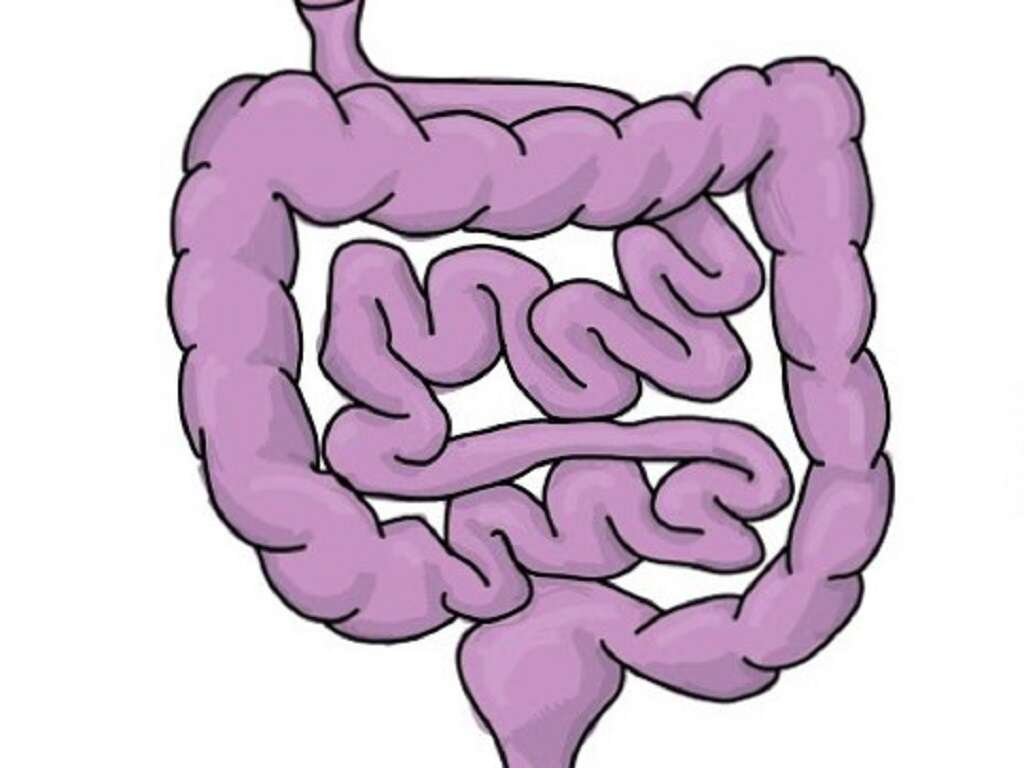 Large Intestine