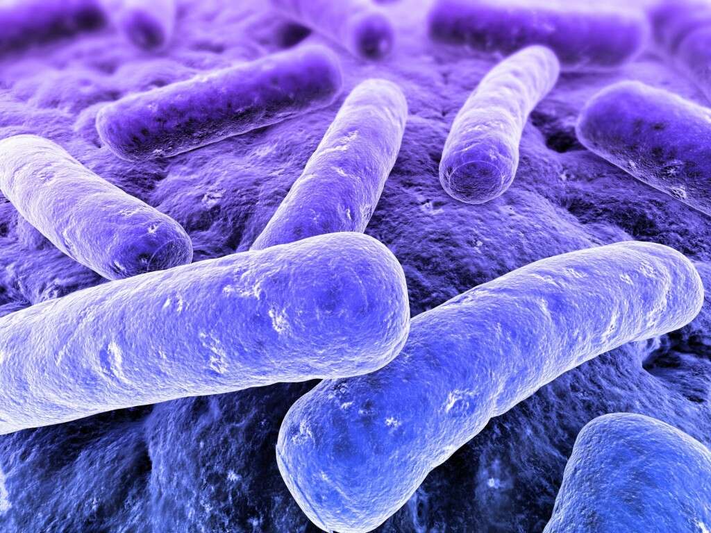 Listeria