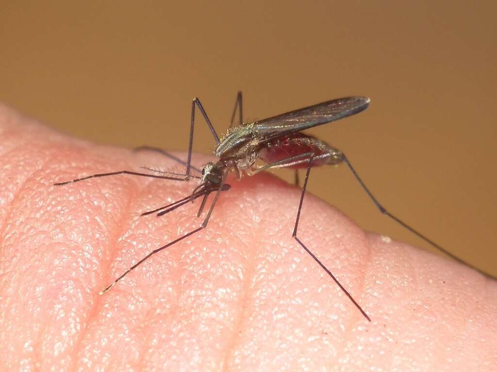 Malaria