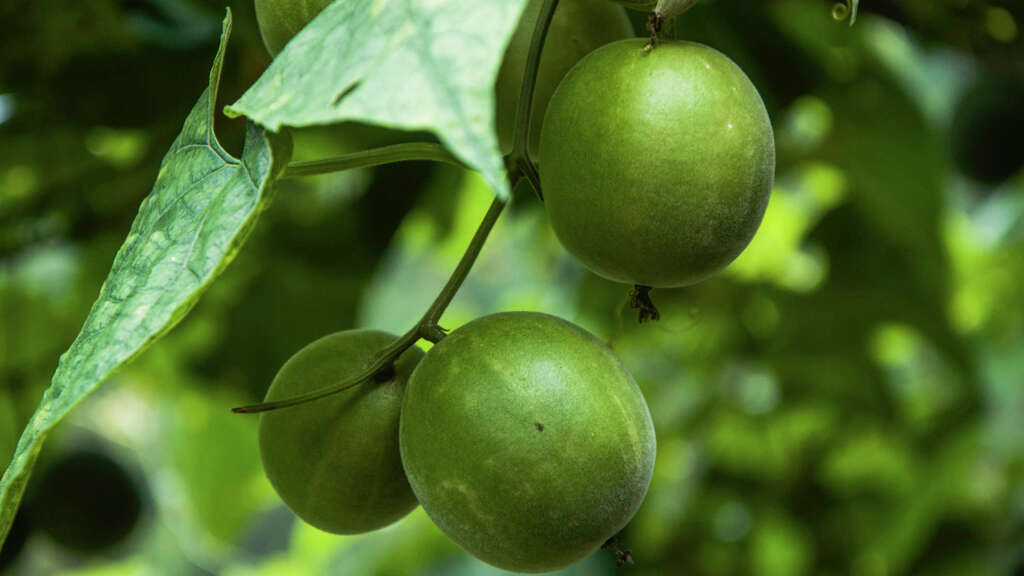 Monk Fruit
