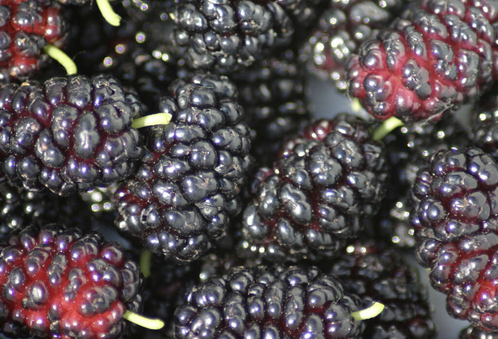 Mulberry