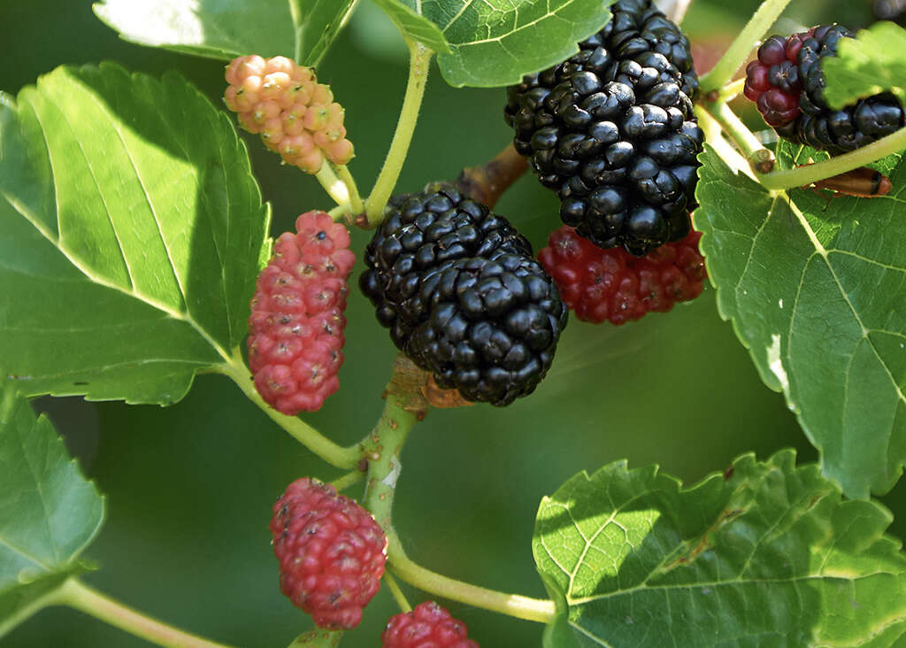 Mulberry