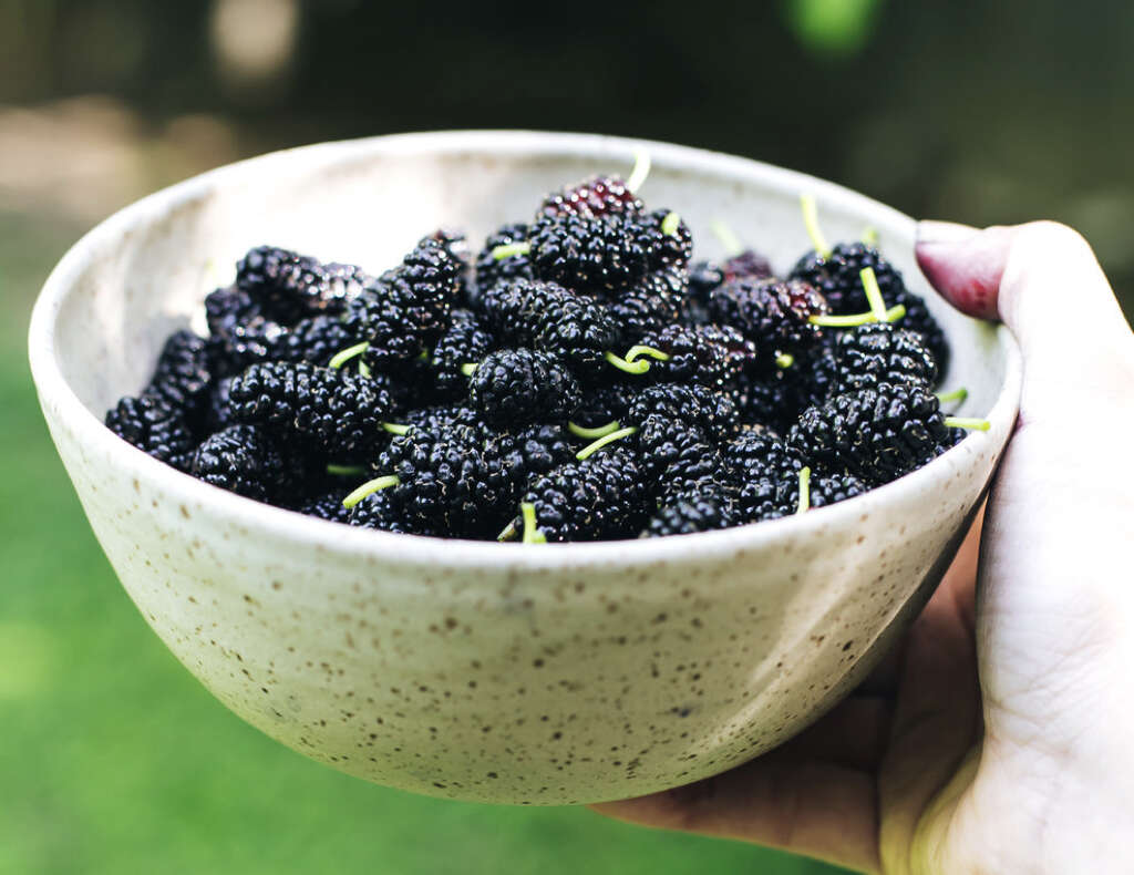 Mulberry