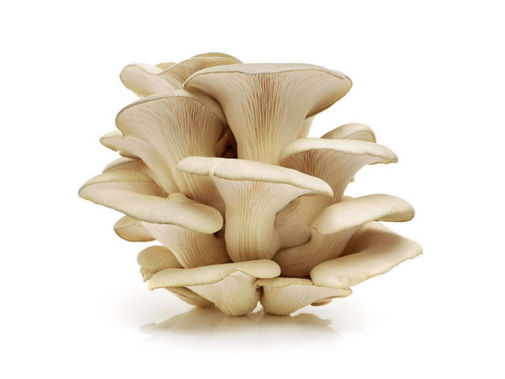 Oyster Mushrooms