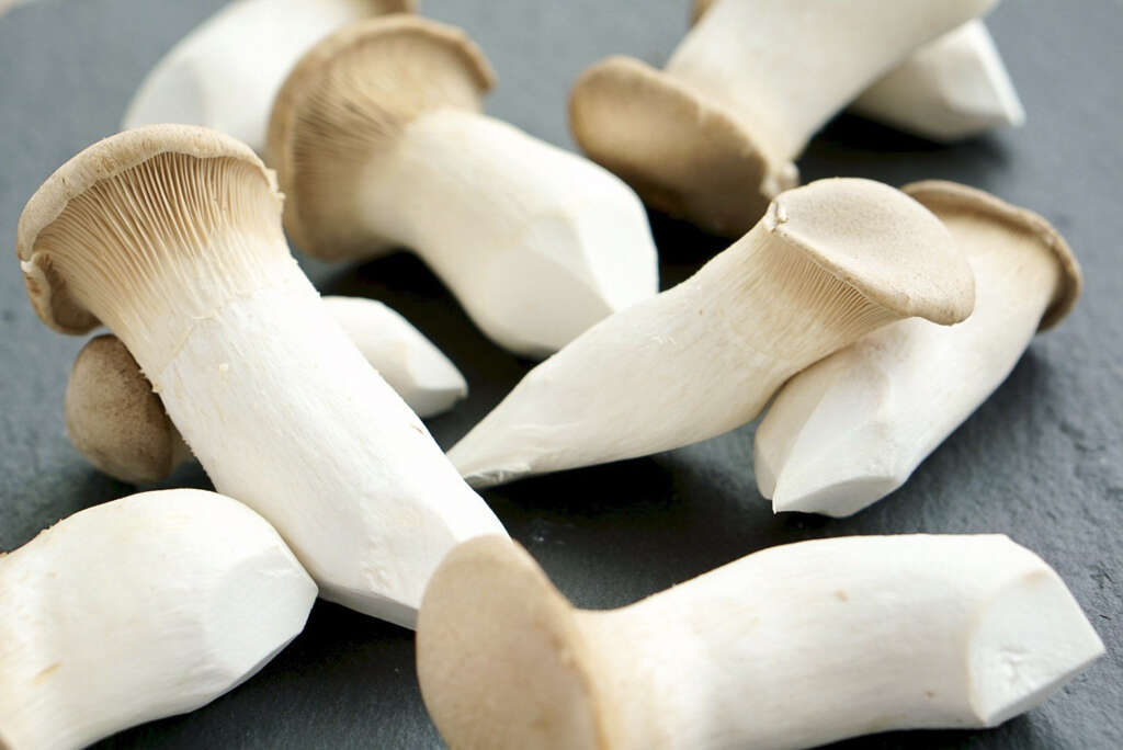 Oyster Mushrooms