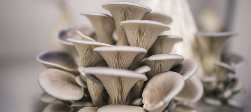 Oyster Mushrooms