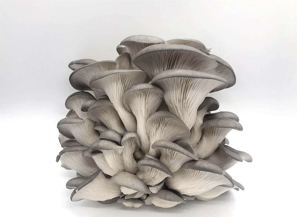 Oyster Mushrooms
