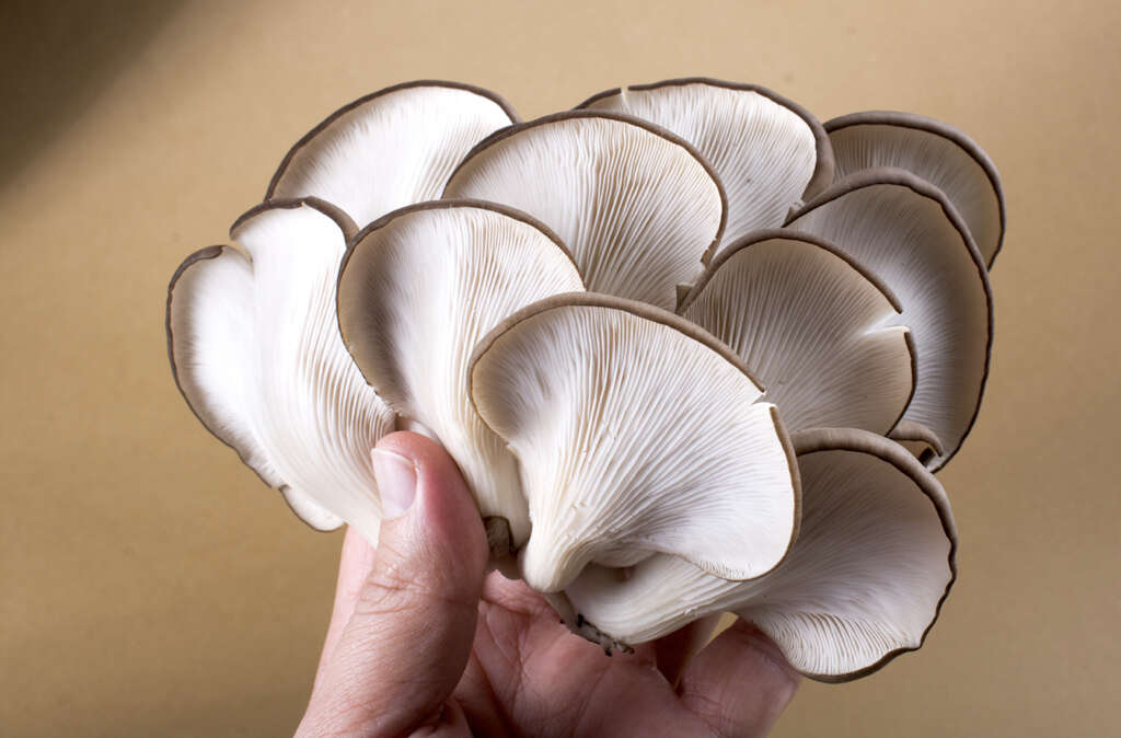 Oyster Mushrooms