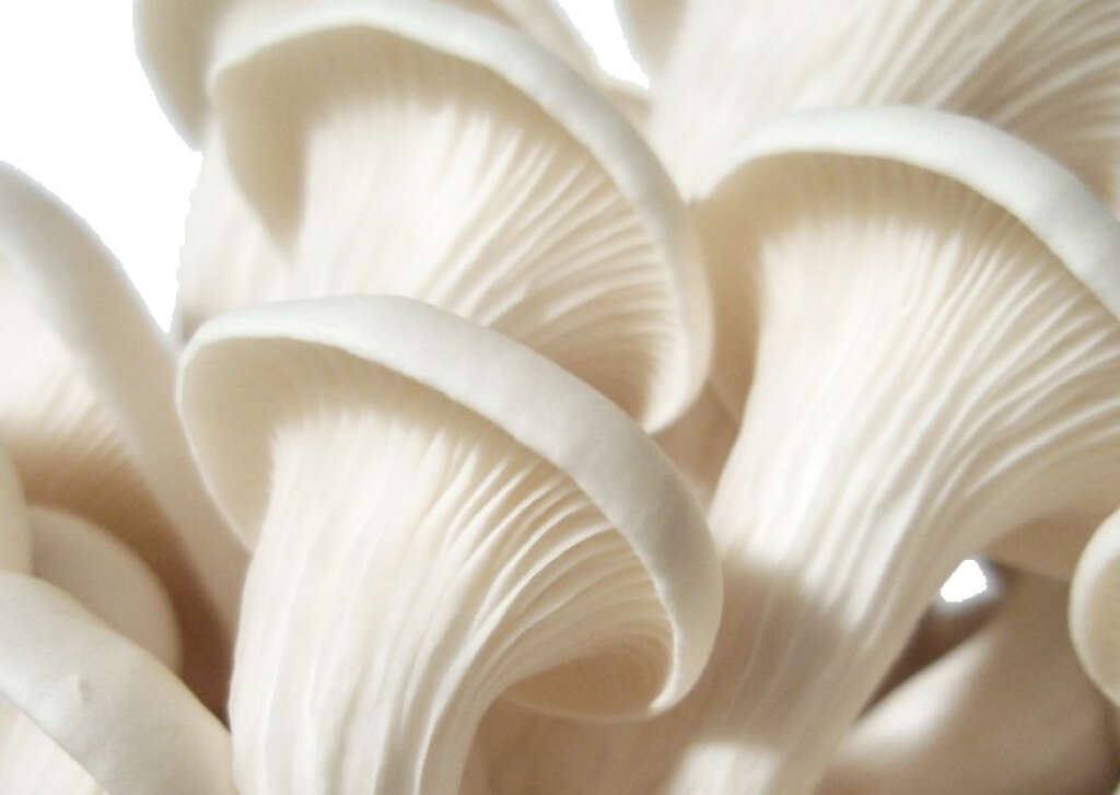 Oyster Mushrooms
