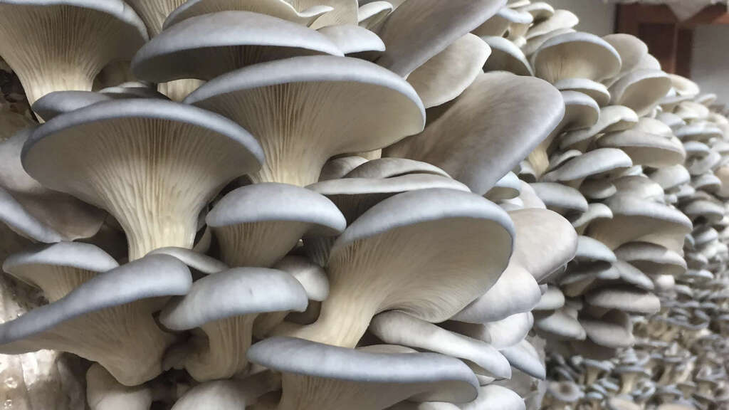 Oyster Mushrooms