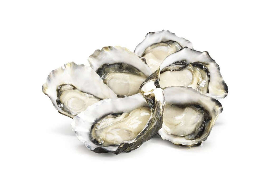 Oysters