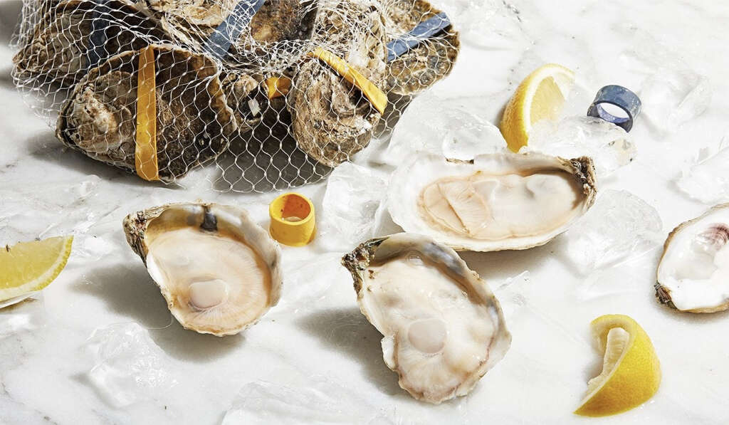 Oysters