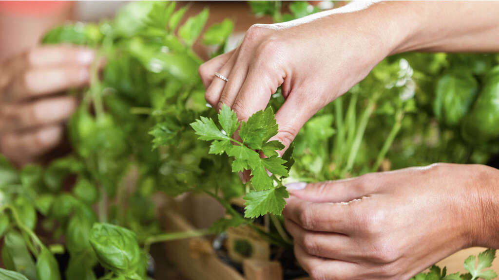 Parsley