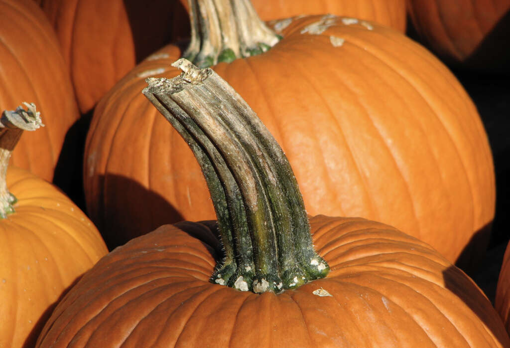 Pumpkin