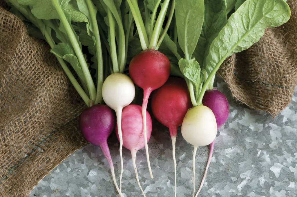 Radish