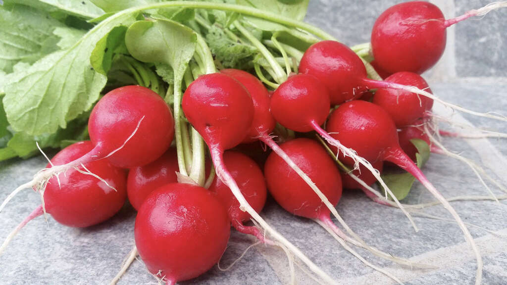 Radish